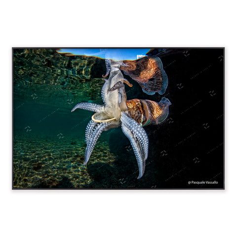 Unsafe sex - Fine Art photographic print, Miseno Lagoon